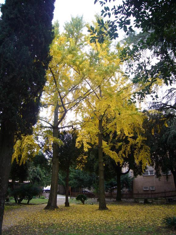 אלבנו לזיאלה Villa Altieri מראה חיצוני תמונה